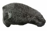 Fossil Whale Ear Bone - Miocene #95738-1